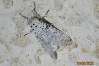 Cerura erminea