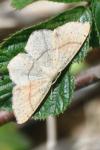 Cyclophora punctaria
