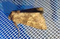 Conisania luteago olbiena