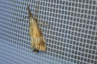 Chrysocrambus linetella