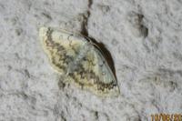 Cyclophora annularia