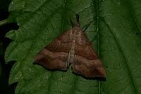 Hypena proboscidalis