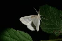 Cabera pusaria