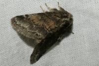 Gluphisia crenata