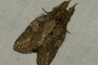 Peridea anceps