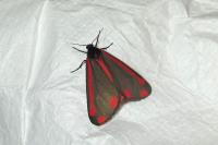 Tyria jacobaeae