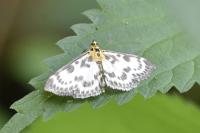 Anania hortulata