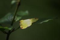 Opisthograptis luteolata