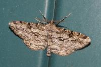 Peribatodes rhomboidaria rhomboidaria