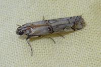 Pempelia palumbella