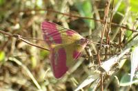 Lythria cruentaria