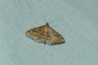 Anania verbascalis
