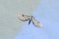 Eupithecia centaureata