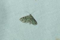 Chloroclystis v-ata