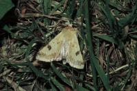 Heliothis peltigera