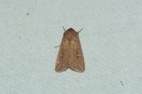 Mythimna albipuncta