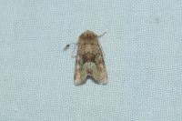 Oligia fasciuncula