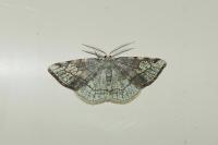 Stegania trimaculata