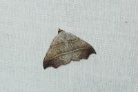 Laspeyria flexula