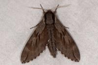Hyloicus pinastri