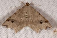 Macaria alternata