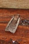 Ochropleura plecta