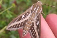 Hyles livornica