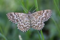 Scopula tessellaria