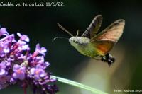 Macroglossum stellatarum