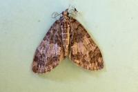 Hydriomena impluviata impluviata