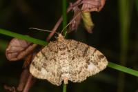 Parectropis similaria