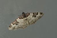 Xanthorhoe fluctuata