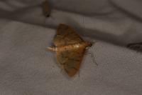 Patania balteata