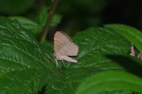 Euchoeca nebulata
