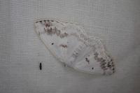 Lomographa temerata