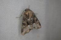 Oligia strigilis/versicolor