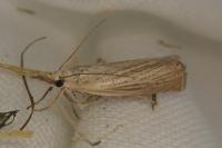 Chrysoteuchia culmella