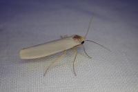 Eilema caniola