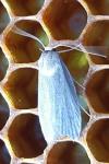 Achroia grisella