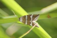 Deltote bankiana