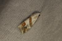 Eublemma candidana