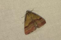 Phytometra viridaria