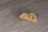 Cynaeda dentalis