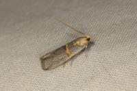Oxybia transversella