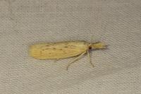 Ematheudes punctella