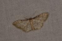 Idaea fuscovenosa