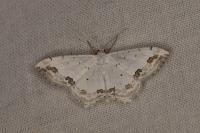 Scopula ornata