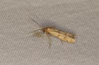 Homoeosoma sinuella