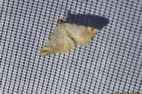 Macaria liturata