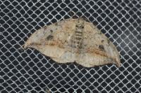 Drepana falcataria